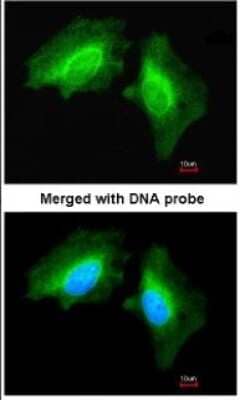 Immunocytochemistry/Immunofluorescence: MAP4K6 Antibody [NBP1-32766] - Paraformaldehyde-fixed HeLa, using antibody at 1:200 dilution.