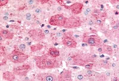 Immunohistochemistry-Paraffin: MAP4K6 Antibody [NLS7412] - Anti-MINK1 / MINK antibody IHC of human liver. Immunohistochemistry of formalin-fixed, paraffin-embedded tissue after heat-induced antigen retrieval.
