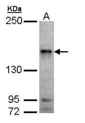 Western Blot: MAP4K6 Antibody [NBP1-32766] - Sample (30 ug of whole cell lysate) A: Hep G2 7.5% SDS PAGE diluted at 1:1000