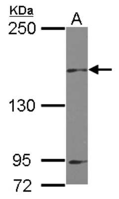 Western Blot: MAP4K6 Antibody [NBP2-17221] - Sample (30 ug of whole cell lysate) A: U87-MG 5% SDS PAGE gel, diluted at 1:1000.