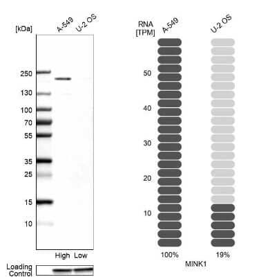 Western Blot: MAP4K6 Antibody [NBP2-49220] - Analysis in human cell lines A-549 and U2OS using anti-MINK1 antibody. Corresponding MINK1 RNA-seq data are presented for the same cell lines. Loading control: anti-GAPDH.