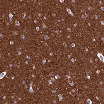 Immunohistochemistry-Paraffin: MAP6 Antibody [NBP2-14220] - Staining of human cerebral cortex shows high expression.