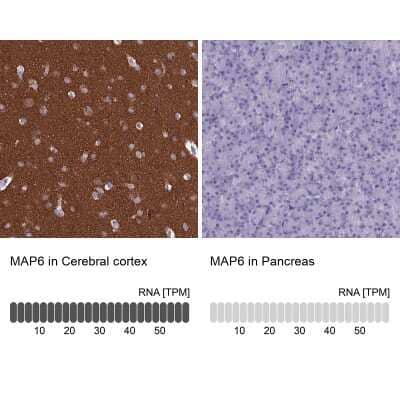 Immunohistochemistry-Paraffin: MAP6 Antibody [NBP2-14220] - Staining in human cerebral cortex and pancreas tissues using anti-MAP6 antibody. Corresponding MAP6 RNA-seq data are presented for the same tissues.