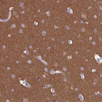 Immunohistochemistry-Paraffin: MAP6 Antibody [NBP2-14221] - Staining of human cerebral cortex shows high expression.