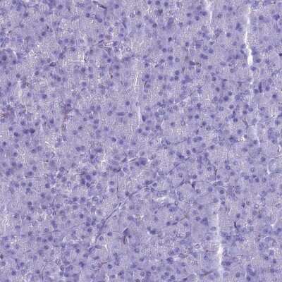 Immunohistochemistry-Paraffin: MAP6 Antibody [NBP2-14221] - Staining of human pancreas shows low expression as expected.