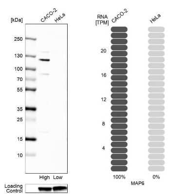Western Blot MAP6 Antibody - BSA Free