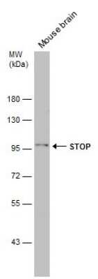 Western Blot MAP6 Antibody - BSA Free