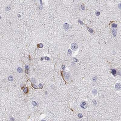 Immunohistochemistry-Paraffin: MAP6D1 Antibody [NBP1-94026] - Staining of human cerebral cortex shows strong cytoplasmic positivity in subsets of glial cells.