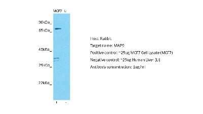 Western Blot MAP9 Antibody - BSA Free