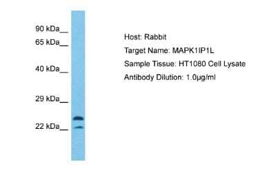 Western Blot: MAPK1IP1L Antibody [NBP2-83183] - Host: Rabbit. Target Name: MAPK1IP1L. Sample Type: HT1080 Whole Cell lysates. Antibody Dilution: 1.0ug/mlMAPK1IP1L is strongly supported by BioGPS gene expression data to be expressed in Human HT1080 cells