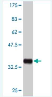 Western Blot: MAPKAP Kinase 3 Antibody (1C3) [H00007867-M04] -  Detection against Immunogen (36.45 KDa) .