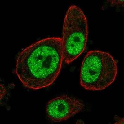 Immunocytochemistry/Immunofluorescence: MAPKAP Kinase 3 Antibody [NBP2-58080] - Staining of human cell line PC-3 shows localization to nucleoplasm. Antibody staining is shown in green. 