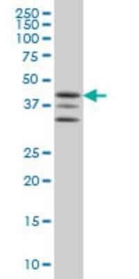 Western Blot: MAPKAPK2 Antibody (2B3) [H00009261-M01] - MAPKAPK2 monoclonal antibody (M01), clone 2B3 Analysis of MAPKAPK2 expression in K-562.