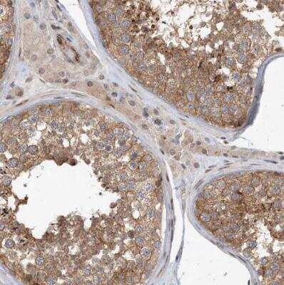 Immunohistochemistry-Paraffin: MAPKBP1 Antibody [NBP1-82984] - Staining of human testis shows distinct cytoplasmic positivity in cells in seminiferous ducts.