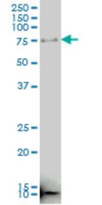 Western Blot: MARCH10 Antibody (5E10) [H00162333-M01] - RNF190 monoclonal antibody (M01), clone 5E10 Analysis of RNF190 expression in K-562.