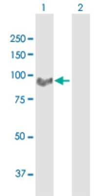 Western Blot MARCH10 Antibody - Azide and BSA Free