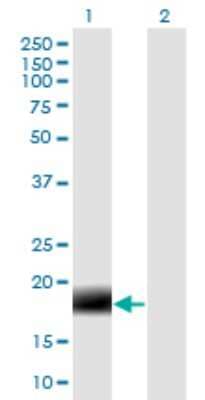 Western Blot: MARCH2 Antibody (7F3) [H00051257-M04] - Analysis of 2-Mar expression in transfected 293T cell line by MARCH2 monoclonal antibody (M04), clone 7F3. Lane 1: 2-Mar transfected lysatE (19.1 KDa). Lane 2: Non-transfected lysate.