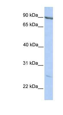 Western Blot MARCH2 Antibody - BSA Free