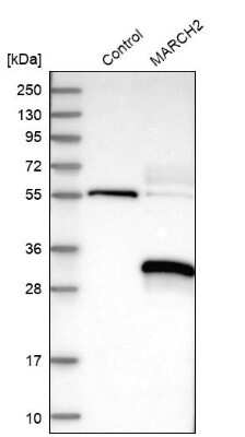 Western Blot: MARCH2 Antibody [NBP1-91638] - Analysis in control (vector only transfected HEK293T lysate) and LY413937 over-expression lysate (Co-expressed with a C-terminal myc-DDK tag (3.1 kDa) in mammalian HEK293T cells).