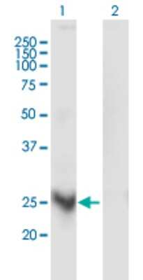 Western Blot MARCH3 Antibody (1F6) - Azide and BSA Free