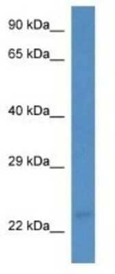 Western Blot MARCH3 Antibody - BSA Free
