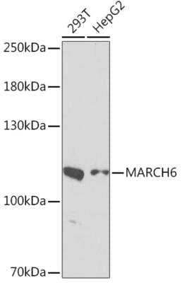 Western Blot: MARCH6 Antibody [NBP2-92293] - Western blot analysis of extracts of various cell lines, using MARCH6 antibody at 1:1000 dilution. Secondary antibody: HRP Goat Anti-Rabbit IgG (H+L) at 1:10000 dilution. Lysates/proteins: 25ug per lane. Blocking buffer: 3% nonfat dry milk in TBST. Detection: ECL Enhanced Kit. Exposure time: 90s.