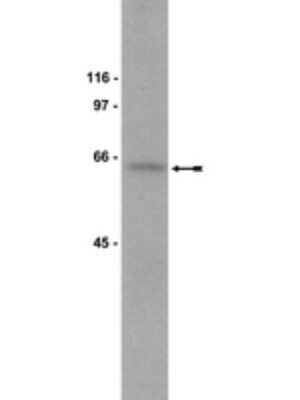 Western Blot: MARCKS Antibody (2F12) [NBP2-29726] - Bovine brain extract was probed with anti-human MARCKS (1:1000).