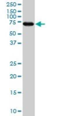 Western Blot: MARCKS Antibody (2H4) [H00004082-M04] - Analysis of MARCKS expression in Raw 264.7 (Cat # L024V1).