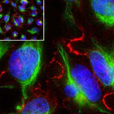 Immunocytochemistry/Immunofluorescence: MARCKS Antibody [NBP3-05539] - Immunofluorescent analysis of HeLa cell culture stained with MARCKS Antibody at a dilution of 1:1,000 in red, and costained with chicken pAb to vimentin at a dilution of 1:10,000 in green. The blue is Hoechst staining of nuclear DNA. MARCKS antibody binds to MARCKS protein expressed in the membrane structures and in cytoplasm, while the vimentin antibody stains the intermediate filaments.