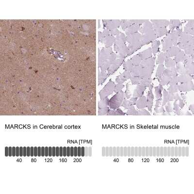 Immunohistochemistry-Paraffin: MARCKS Antibody [NBP2-62663] - Analysis in human cerebral cortex and skeletal muscle tissues using Anti-MARCKS antibody. Corresponding MARCKS RNA-seq data are presented for the same tissues.