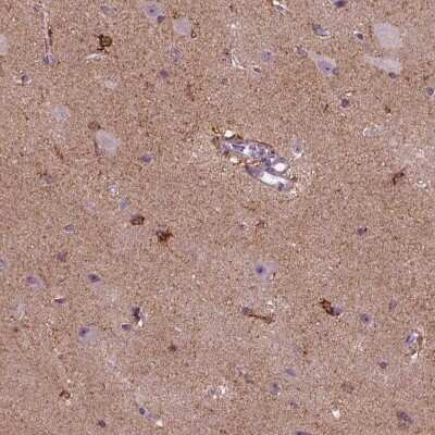 Immunohistochemistry-Paraffin: MARCKS Antibody [NBP2-62663] - Staining of human cerebral cortex shows high expression.