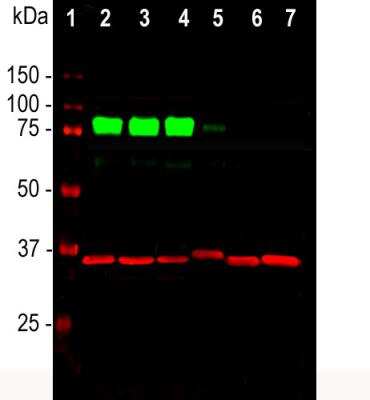Western Blot: MARCKS Antibody [NB110-58875] - Analysis of cell line lysates probed simultaneously with rabbit pAb to MARCKS, dilution 1:1000, in green and mouse mAb to GAPDH, dilution 1:5000 in red: [1] protein standard (red), [2] HEK293, [3] HeLa, [4] SH-SY5Y, [5] COS1, [6] NIH-3T3, [7] C6 cells. The strong band at ~80kDa corresponds to MARCKS protein, detected only in the proteins of human origin. Slight reactivity is observed in the monkey cells [5], but no reactivity is seen on rodent cells, [6] and [7]. GAPDH antibody used as a loading control revealing a single band at ~37kDa in all preparations.