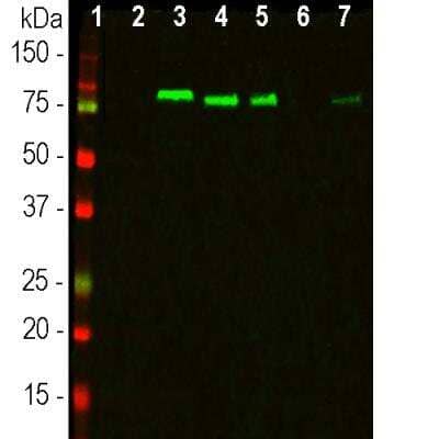 Western Blot: MARCKS Antibody [NBP3-05539] - Western blot analysis of different cell lysates using MARCKS Antibody in green: [1] protein standard, [2] NIH-3T3, [3] HEK293, [4] HeLa, [5] SH-SY5Y, [6] C6 and [7] COS1 cells. The band at about 80kDa corresponds to the MARCKS protein detected only in the human and monkey cells. The antibody does not recognize the rodent form of the MARCKS protein.