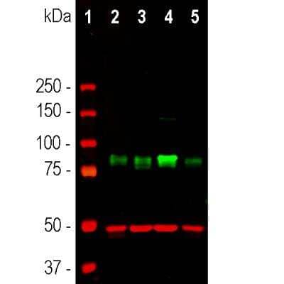 Western Blot: MARCKS Antibody [NBP3-05540] - Western blot analysis of different cell lines lysates using MARCKS, at a dilution of 1:1,000 in green: [1] protein standard (red), [2] HEK293, [3] HeLa, [4] SH-SY5Y, and [5] COS1 cells. Strong band at 80kDa corresponds to MARCKS protein. The same blot was simultaneously probed with mouse mAb to GAPDH at a dilution of 1:5,000 in red, which reveals a single band at 37kDa in all preparations.