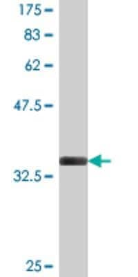 Western Blot: MARCKS like protein Antibody (2H5) [H00065108-M03] - Detection against Immunogen (35.53 KDa).