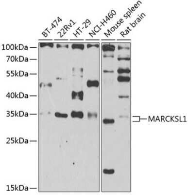 Western Blot: MARCKS like protein Antibody [NBP3-03324] - Analysis of extracts of various cell lines, using MARCKS like protein antibody at 1:1000 dilution. Secondary antibody: HRP Goat Anti-Rabbit IgG (H+L) at 1:10000 dilution. Lysates/proteins: 25ug per lane. Blocking buffer: 3% nonfat dry milk in TBST. Detect