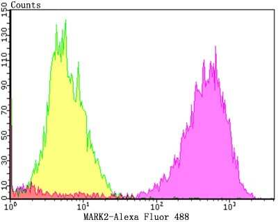 Flow Cytometry: MARK2 Antibody (JE40-97) [NBP2-75566] - Analysis of MCF-7 cells with MARK2 antibody at 1/100 dilution (purple) compared with an unlabelled control (cells without incubation with primary antibody; yellow).  Alexa Fluor 488-conjugated goat anti-rabbit IgG was used as the secondary antibody.