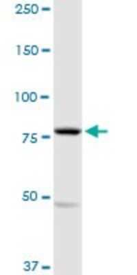 Western Blot: MARK2 Antibody [H00002011-D01P] - Analysis of MARK2 expression in A-431.