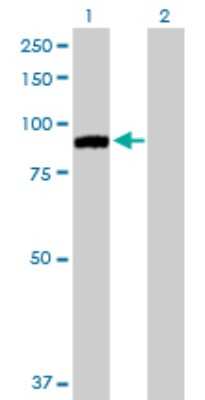 Western Blot: MARK2 Antibody [H00002011-D01P] - Analysis of MARK2 expression in transfected 293T cell line by MARK2 polyclonal antibody.Lane 1: MARK2 transfected lysate(84.30 KDa).Lane 2: Non-transfected lysate.
