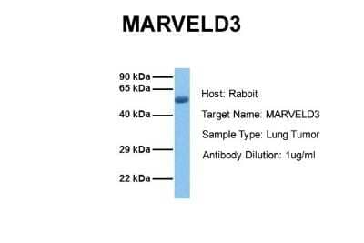 Western Blot MARVELD3 Antibody