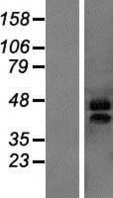 Western Blot MARVELD3 Overexpression Lysate