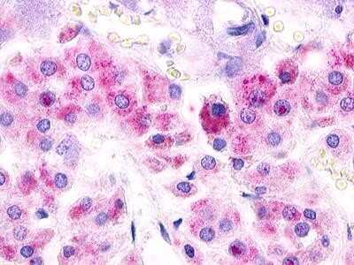 Immunohistochemistry-Paraffin: MAS1L Antibody [NLS187] - Analysis of anti-MAS1L / MRG antibody with adrenal.