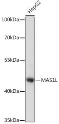 Western Blot: MAS1L Antibody [NBP3-04772] - Analysis of extracts of HepG2 cells, using MAS1L antibody at 1:1000 dilution. Secondary antibody: HRP Goat Anti-Rabbit IgG (H+L) at 1:10000 dilution. Lysates/proteins: 25ug per lane. Blocking buffer: 3% nonfat dry milk in TBST. Detection: ECL Basic Kit .