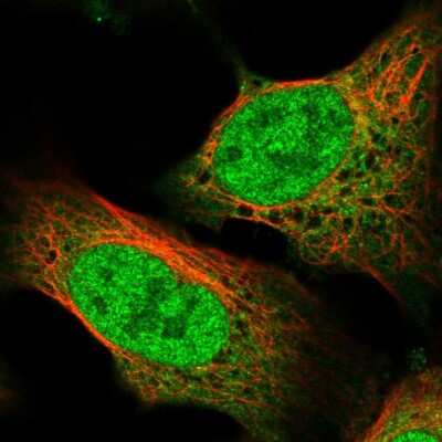 Immunocytochemistry/ Immunofluorescence MASL1 Antibody