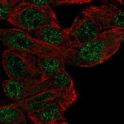 Immunocytochemistry/Immunofluorescence: MASL1 Antibody [NBP2-58552] - Staining of human cell line Hep G2 shows localization to nucleoplasm.