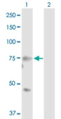 Western Blot: MASP2 Antibody [H00010747-D01P] - Analysis of MASP2 expression in transfected 293T cell line by MASP2 polyclonal antibody.Lane 1: MASP2 transfected lysate(75.70 KDa).Lane 2: Non-transfected lysate.