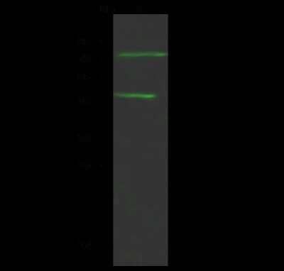 Western Blot: MASP2 Antibody [NBP2-99162] - Anti-MASP2 rabbit polyclonal antibody at 1:500 dilution. Lane A: Mouse brain Tissue lysate Lysates/proteins at 30 ug per lane. Secondary Goat Anti- Rabbit IgG H&L (Dylight 800) at 1/10000 dilution. Developed using the Odyssey technique. Performed under reducing conditions. Predicted band size: 76 kDa. Observed band size: 76 kDa (We are unsure as to the identity of these extra bands).