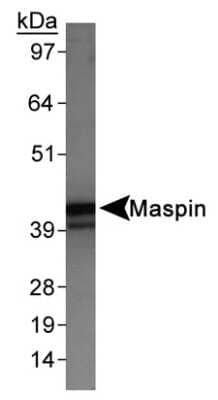 <b>Genetic Strategies Validation. </b>Western Blot: MASPIN Antibody [NB110-97377] - Detection of Maspin in HeLa whole cell extracts using NB110-97377.