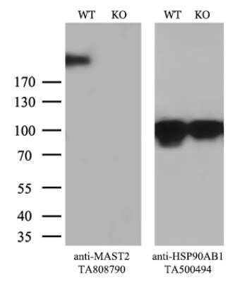 Western Blot: MAST205 Antibody (OTI3A5) - Azide and BSA Free [NBP2-72592] - Equivalent amounts of cell lysates (10 ug per lane) of wild-type HeLa cells (WT) and MAST2-Knockout HeLa cells (KO) were separated by SDS-PAGE and immunoblotted with anti-MAST2 monoclonal antibody. Then the blotted membrane was stripped and reprobed with