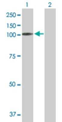 Western Blot: MAST205 Antibody [H00023139-B01P] - Analysis of MAST2 expression in transfected 293T cell line by MAST2 polyclonal antibody.  Lane 1: MAST2 transfected lysate(87.12 KDa). Lane 2: Non-transfected lysate.